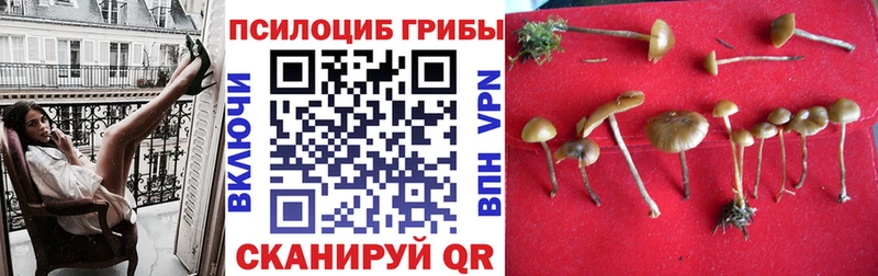 Галлюциногенные грибы мицелий  Заполярный 